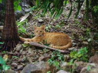 There were several cats outside our building. They were quite wary and not many were interested in being petted.